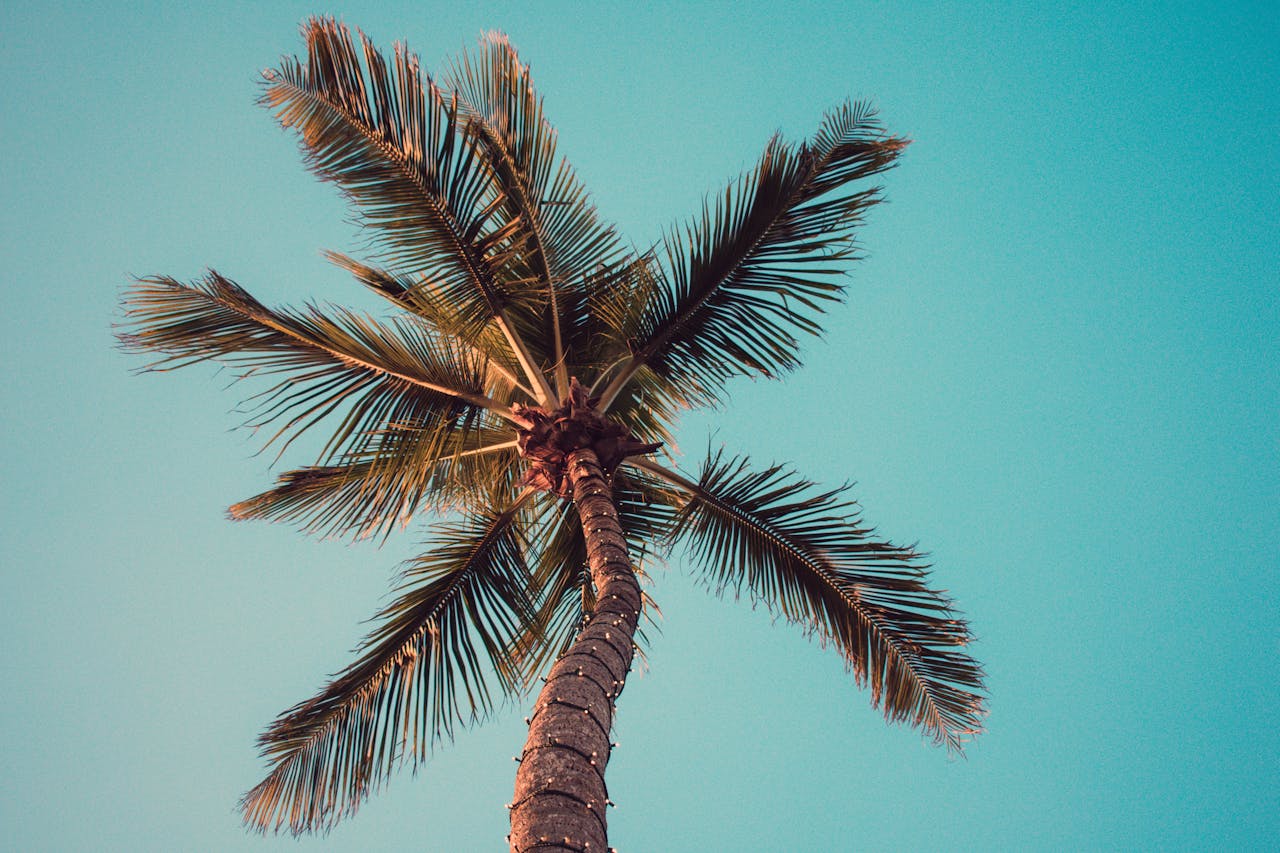 Cocos nucifera
