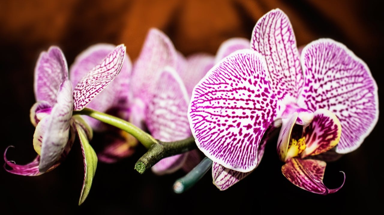 ¿Qué es una orquídea?