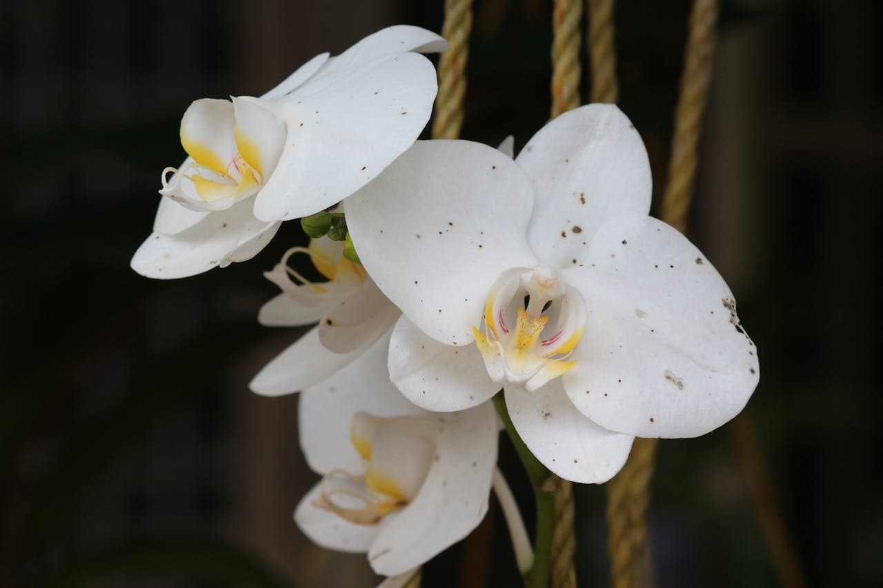 Cómo cuidar las orquídeas