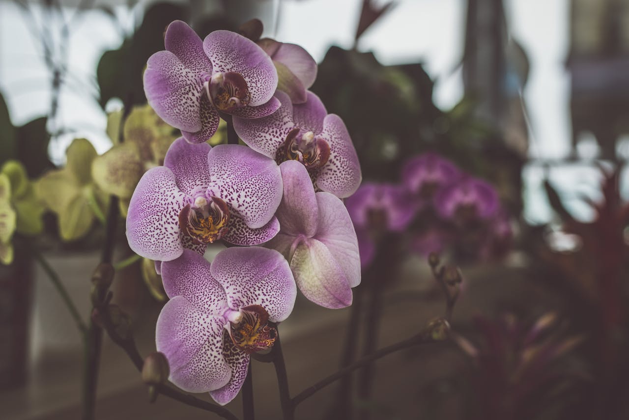 ¿Cuándo se trasplantan las orquídeas?