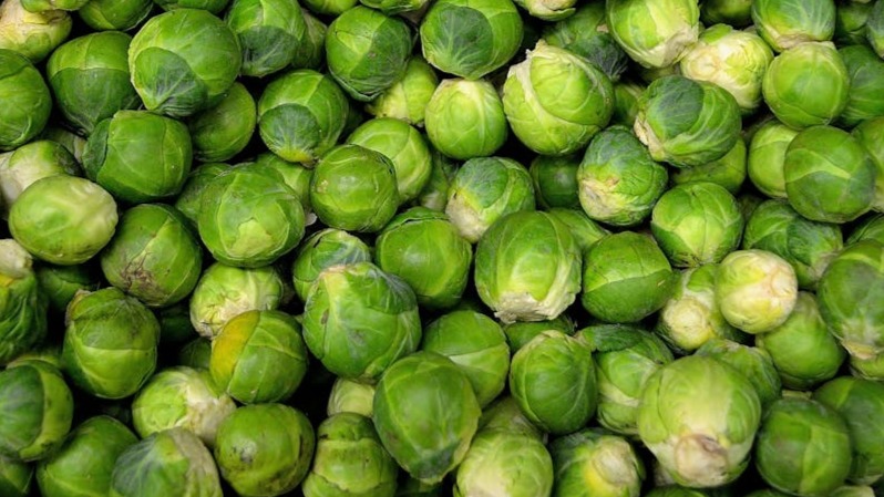 Cuidados y recomendaciones para plantar coles de bruselas en invernadero de jardín
