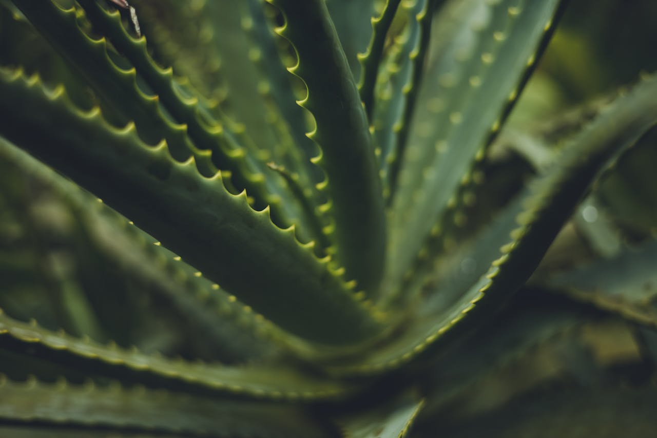 ¿Qué es el aloe vera?