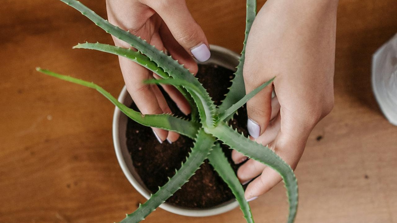 ¿Dónde se puede plantar aloe vera?