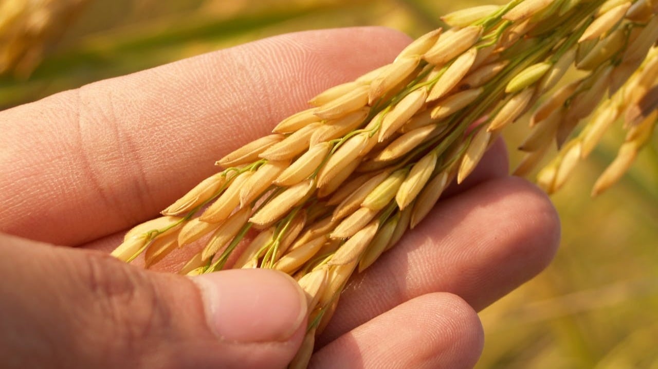 ¿Qué es el arroz?