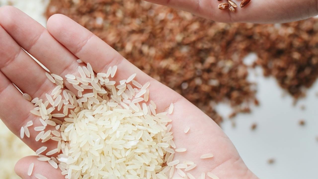 Cuidados necesarios para cultivar arroz