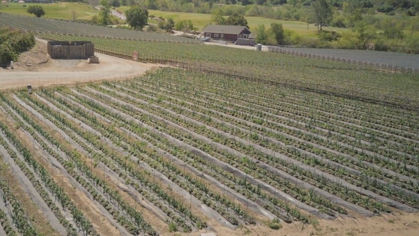¿Qué es la agricultura extensiva?