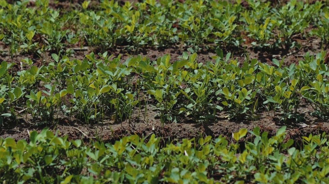 ¿Qué ventajas tiene la agricultura extensiva?