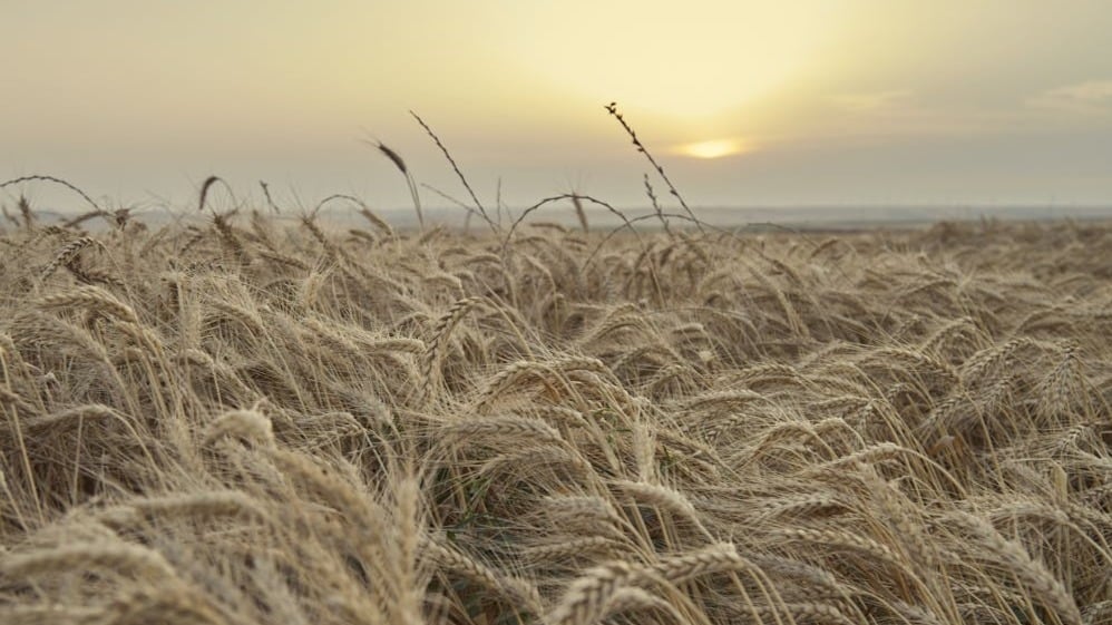 Ejemplos de agricultura extensiva