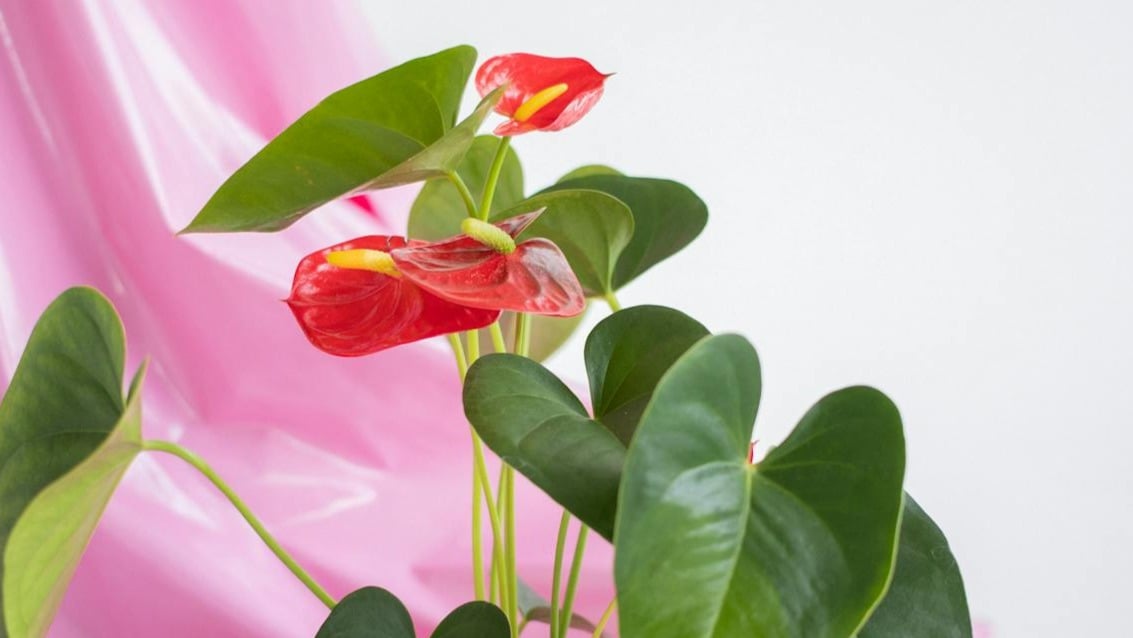 ¿Cómo cuidar anthurium o anturio?