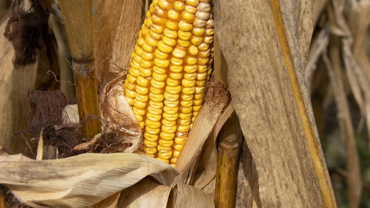 ¿Cómo realizar el cultivo del maíz paso a paso?