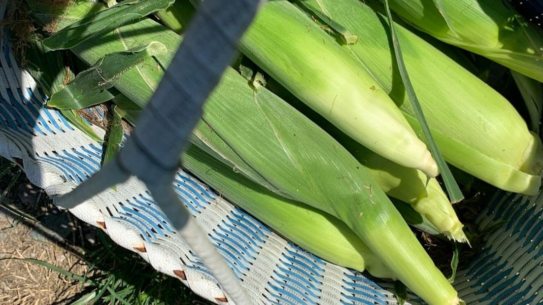 ¿Cómo realizar la cosecha del cultivo del maíz?