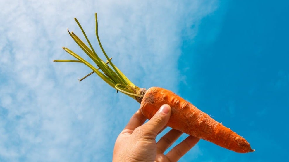 ¿Qué son las zanahorias?