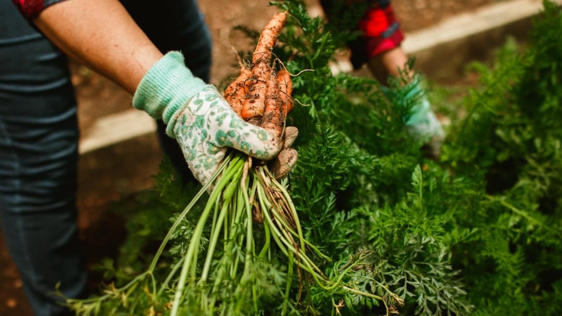 Cuidados y recomendaciones para plantar zanahorias
