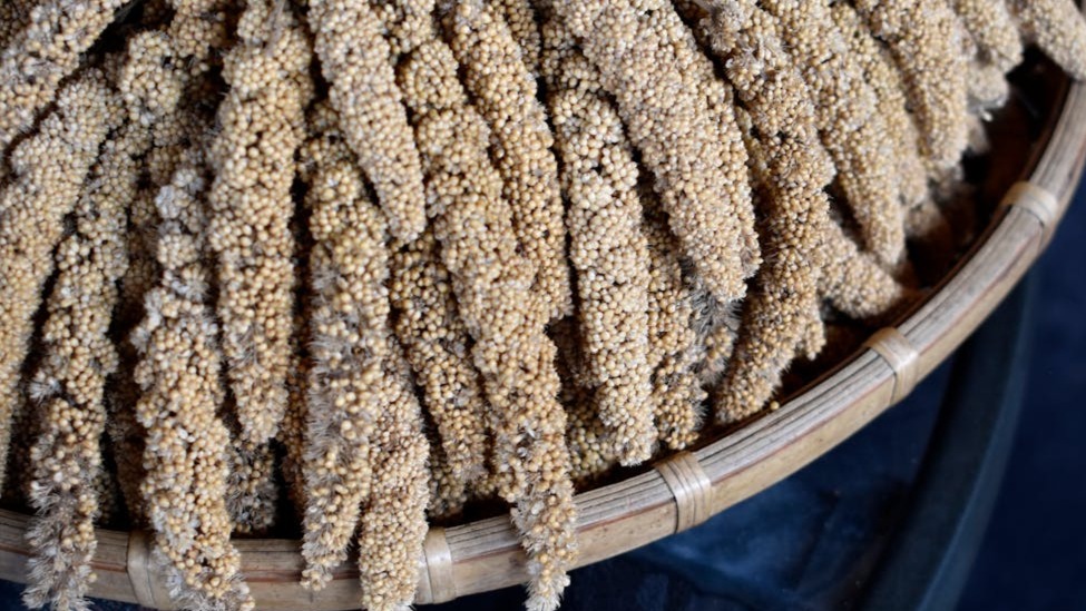 Guía de cultivo de sorgo paso a paso