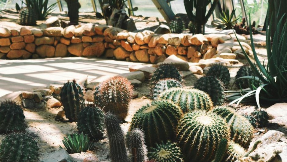 Variedades de cactus que puedes plantar en invernadero