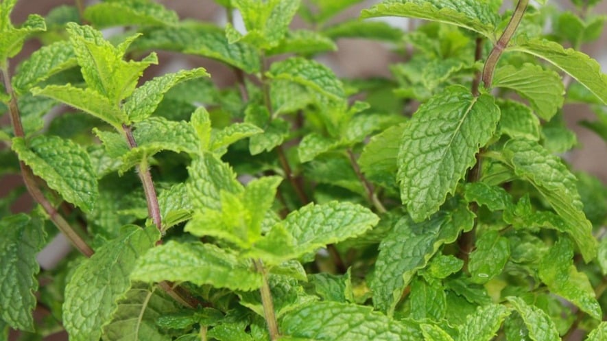 ¿Qué cuidados necesita la planta de hierbabuena?