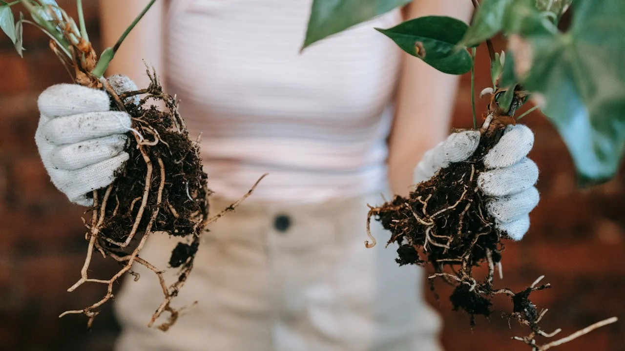 ¿Cuáles son las partes de las plantas?
