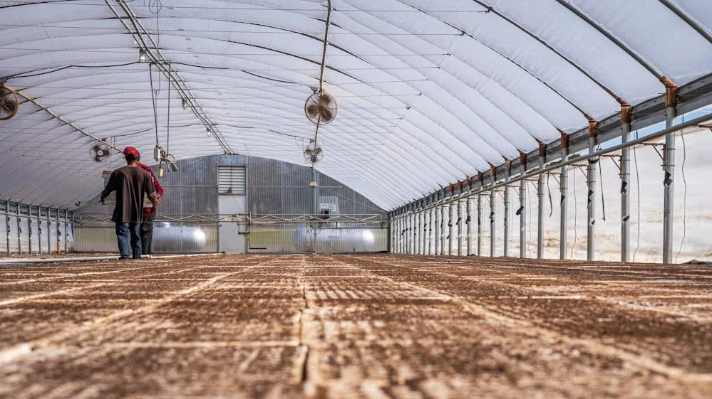 Mejores invernaderos para mejorar el crecimiento en plantas