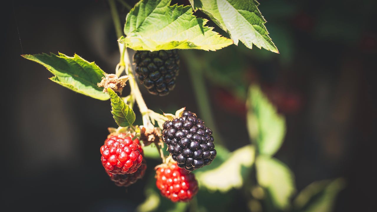¿Qué son las moras?