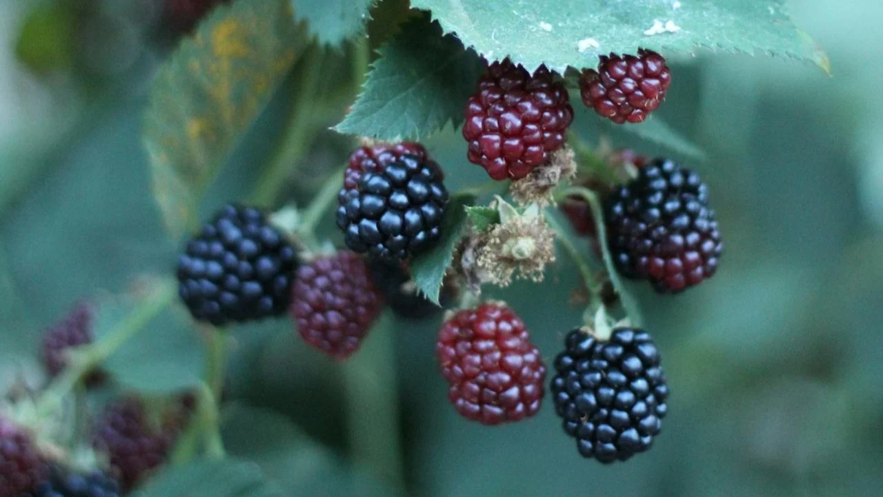 ¿Cuándo es el mejor momento para plantar moras?