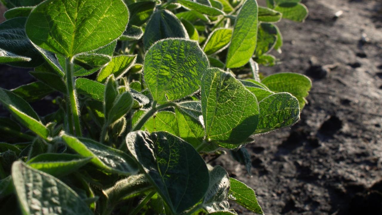 Recomendaciones para evitar las amenazas en el cultivo de soja
