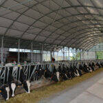 Naves ganaderas