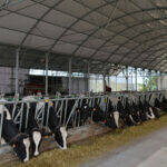 Naves ganaderas